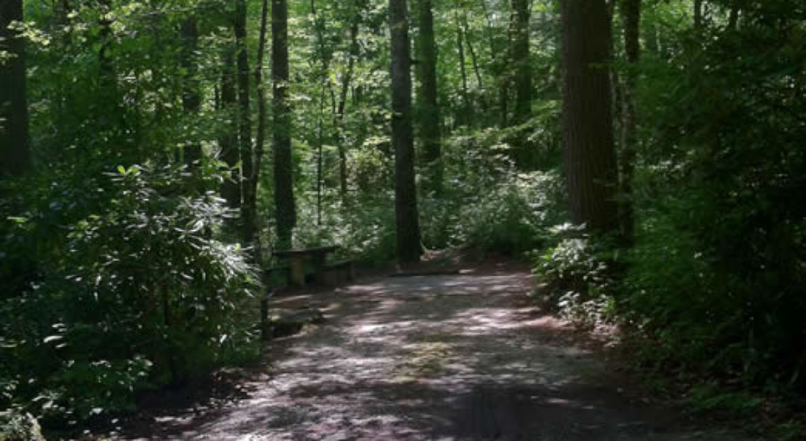 Find the perfect cool, shady campsite!