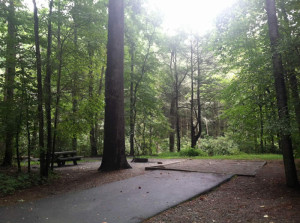 Davidson River Campsite