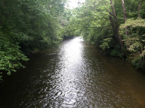 Davidson River Campground